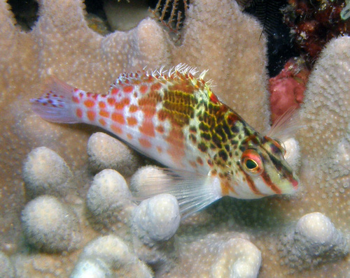 Cirrhitichthys falco observed 2007-08-29