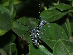 Anoplophora chinensis