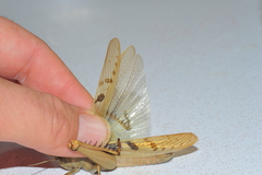 Acanthacris ruficornis