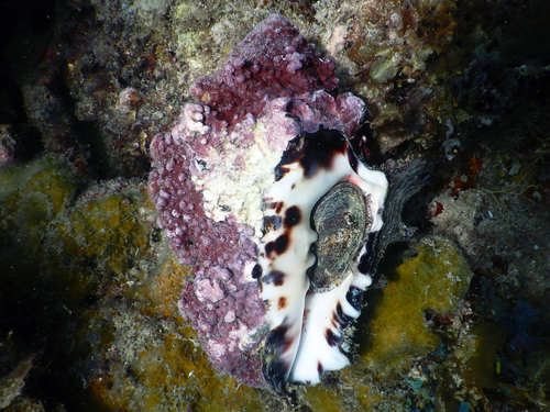 Vasidae
