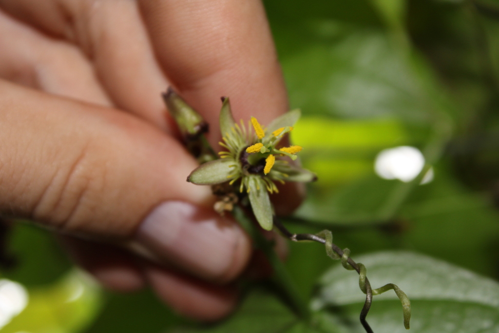 Passiflora tacanensis