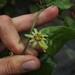 Passiflora cobanensis - Photo (c) J.R. Kuethe (Yero), algunos derechos reservados (CC BY-NC), subido por J.R. Kuethe (Yero)