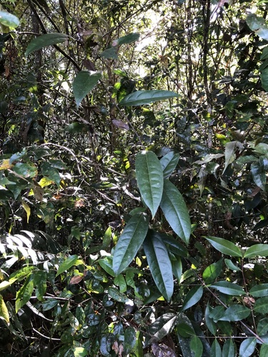 Passiflora aurantioides observed 2023-05-06