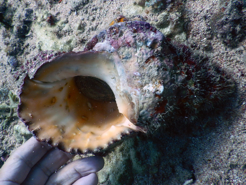 Tutufa bubo