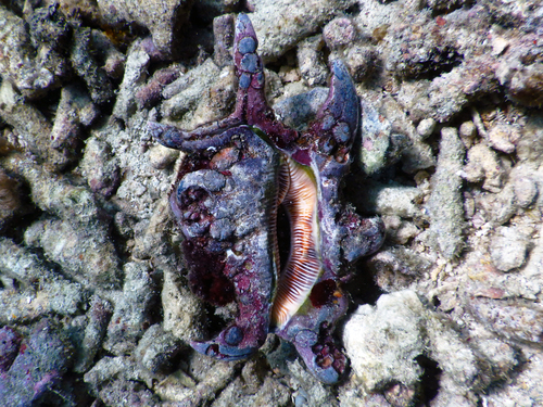 Harpago arthriticus