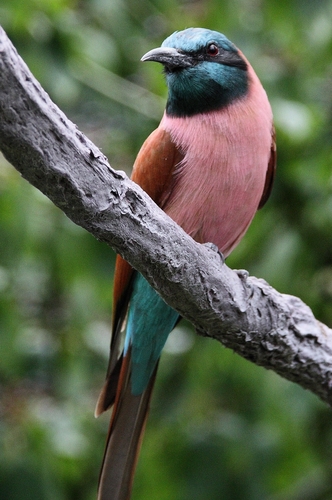 Merops nubicus