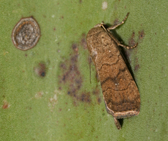 Athetis pigra