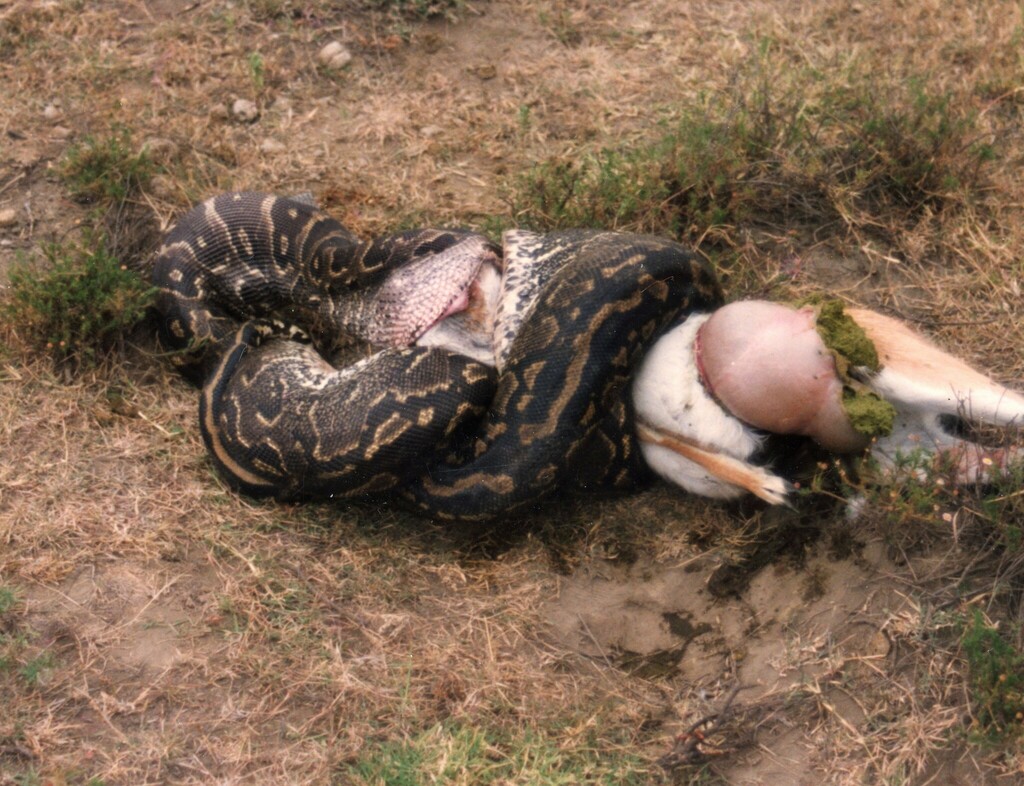 African Rock Python In August 1992 By Andrewpavlov African Rock Python   Large 