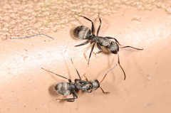 Camponotus novogranadensis
