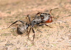 Camponotus novogranadensis