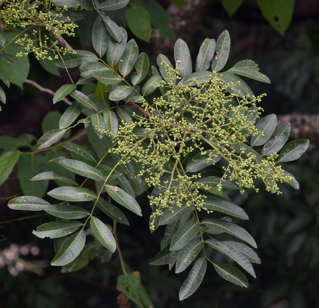 Rhus taitensis