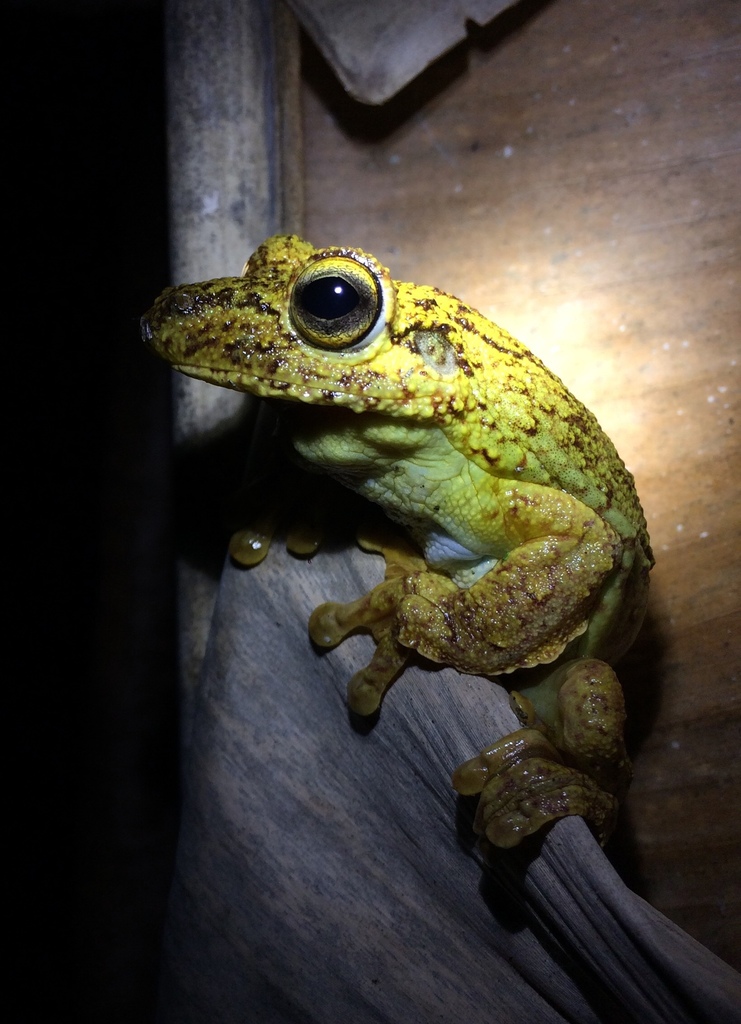 Fringe-Footed Tree Frog