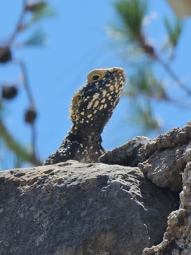 Roughtail Rock Agama, photo 9 of 10