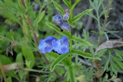 Scutellaria scordifolia