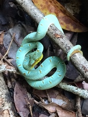 Bothrops bilineatus