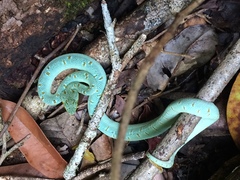 Bothrops bilineatus