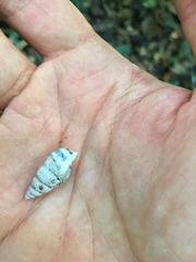 Drymaeus flexilabris