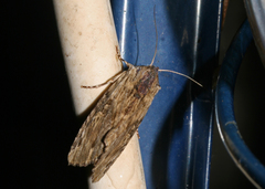 Magusa versicolora