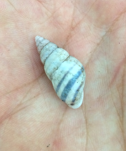 Drymaeus flexilabris