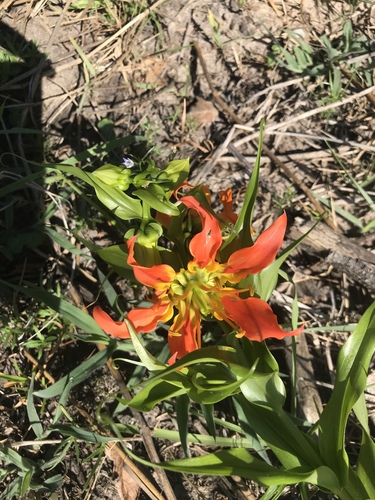 Gloriosa sessiliflora