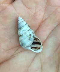 Drymaeus flexilabris