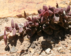Anacampseros telephiastrum