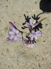 Ixia latifolia