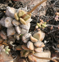 Anacampseros telephiastrum