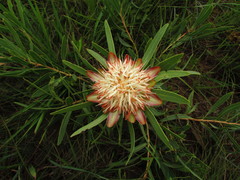 Image of Protea parvula