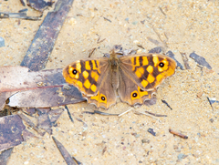 Pararge aegeria