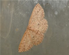 Cyclophora turneri