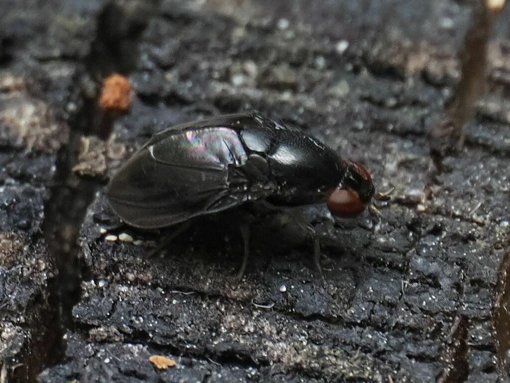 Stegana mehadiae