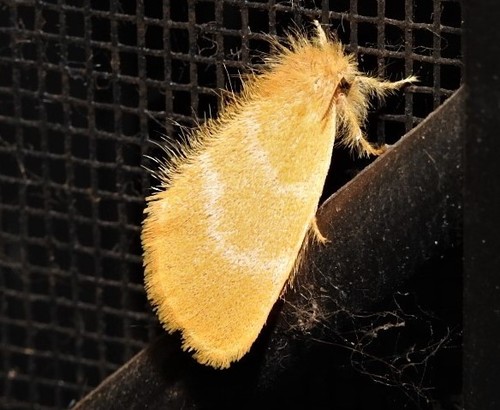 Yellow Tussock
