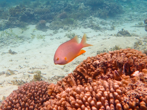 Coral Sea Gregory