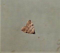 Tolpiodes oligolasia