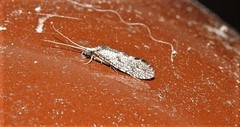 Ecnomidae