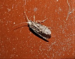 Ecnomidae