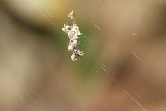 Cyclosa confusa