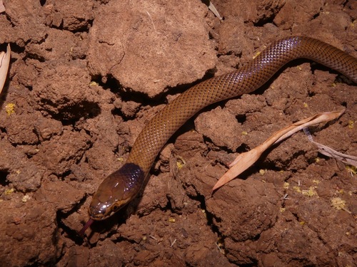 Curl Snake