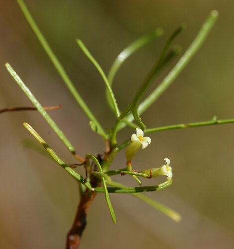 Commiphora gracilifrondosa Engl.