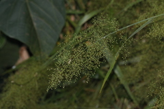 Panicum sarmentosum