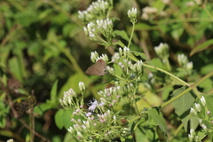 Deudorix epijarbas menesicles