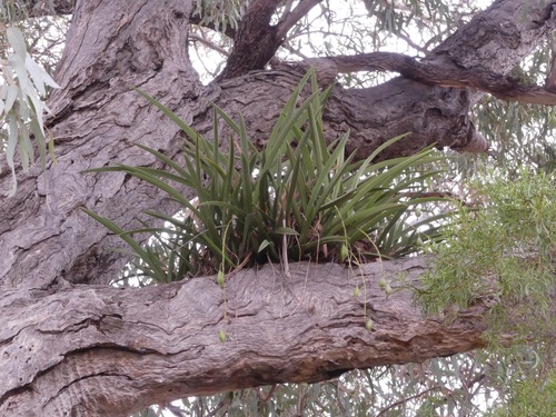 Channelled boat-lip orchid