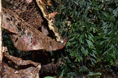 Trichomanes colensoi