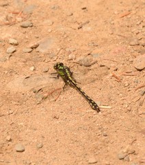 Ophiogomphus carolus