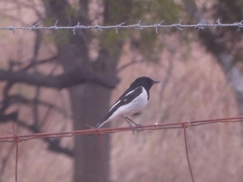 Hooded Robin