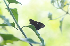 Caltoris cahira austeni