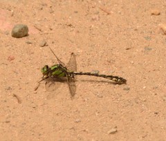 Ophiogomphus carolus