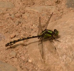 Ophiogomphus carolus