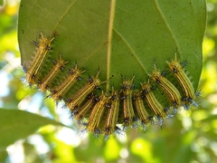 Parasa shirakii